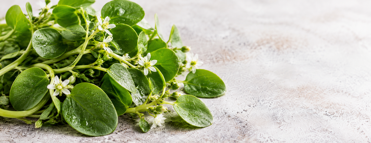 Frischer Winterpostelein mit grünen Blättern, zarten Stielen und kleinen weißen Blüten auf einer hellen Steinfläche. Das Gemüse liegt links im Bild, die rechte Hälfte bleibt frei.