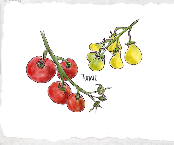 KI generiert: Zwei Tomatenzweige, einer mit roten Früchten, der andere mit gelben. Text: "TOMATE".