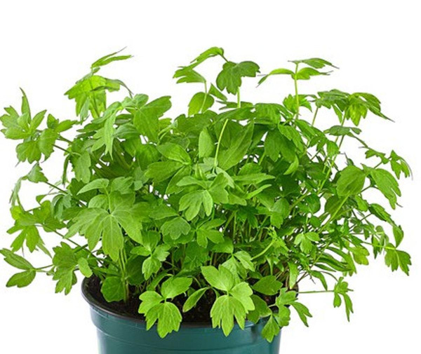 Produktfoto zu Liebstöckel im Topf (Maggikraut)  Hüsgen