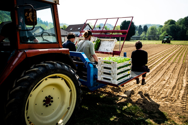 KI generiert: Leute auf einem Traktor pflanzen Setzlinge auf einem Feld. Keine weiteren Details verfügbar.