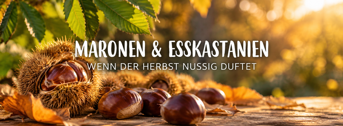 Maronen und Esskastanien mit geöffneten stacheligen Fruchthüllen im herbstlichen Sonnenlicht.