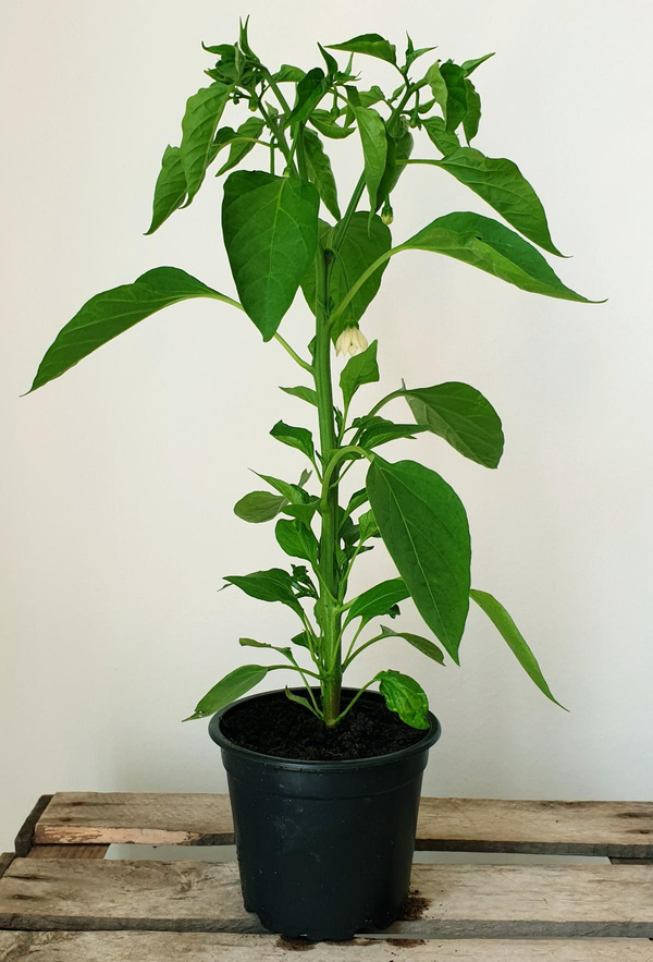 Produktfoto zu Peperoni mild im Topf