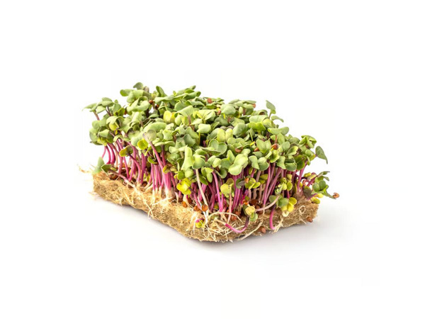 Produktfoto zu Radieschen Kresse