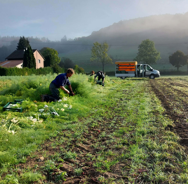 KI generiert: Menschen ernten Fenchel auf einem Feld neben einem Lieferwagen bei nebligem Wetter.