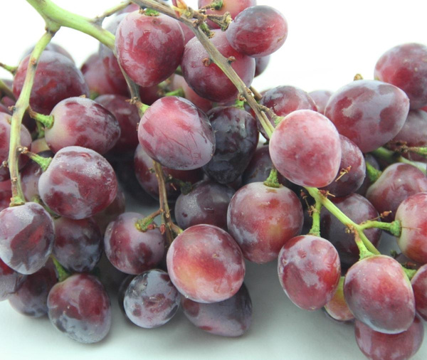Produktfoto zu Trauben blau Red Globe – kernhaltig und aromatisch