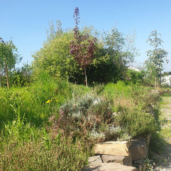 KI generiert: Ein grüner Garten mit vielfältigen Pflanzen und Büschen unter klarem, blauem Himmel. Keine Texte vorhanden.