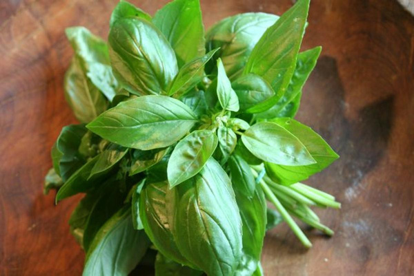 Produktfoto zu Basilikum  im Bund Hüsgen