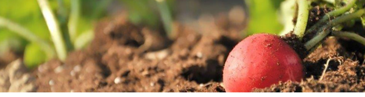 KI generiert: Ein Radieschen wächst in der Erde.