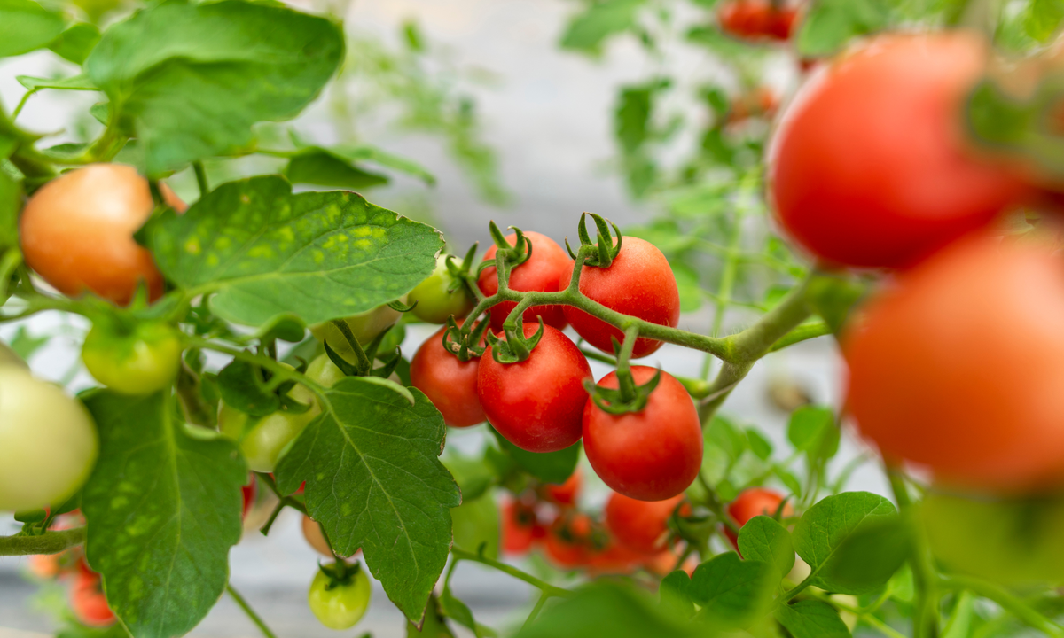 KI generiert: Rote und unreife Tomaten hängen am Strauch, umgeben von grünen Blättern.