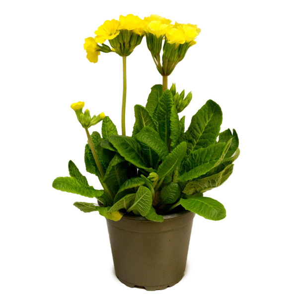 Produktfoto zu Schlüsselblume im Topf