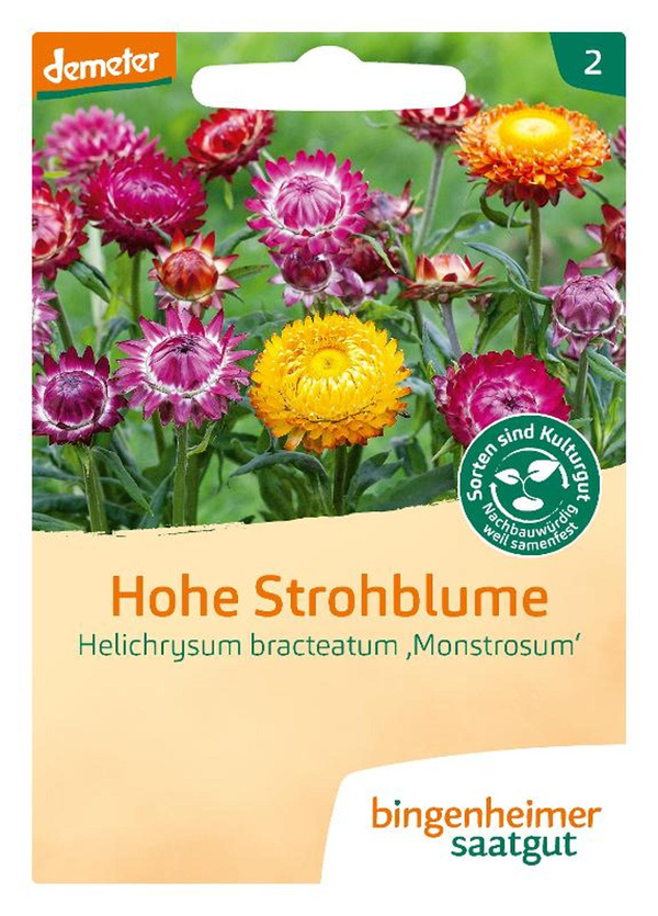 Produktfoto zu Hohe Strohblume – Saatgut
