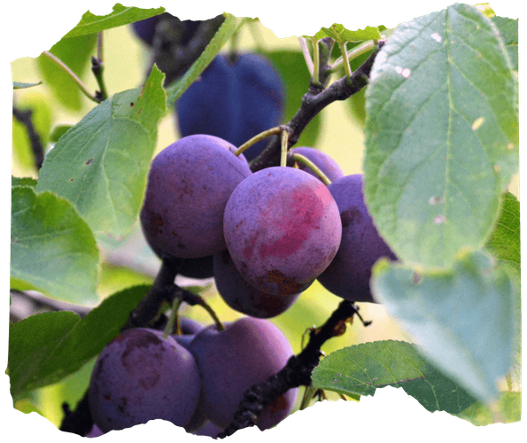 KI generiert: Reife, violette Pflaumen hängen an einem Ast zwischen grünen Blättern.