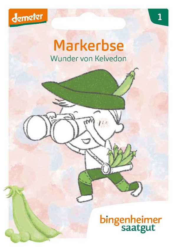 Produktfoto zu Markerbse Wunder von Kelvedon – Saatgut
