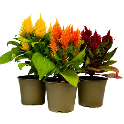 Produktfoto zu Brandschopf (Celosia)