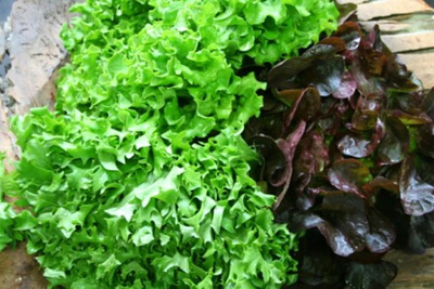 Produktfoto zu Salat Hüsgen wechselnde Sorten