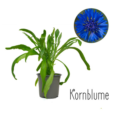 Produktfoto zu Kornblume im Topf (Cebtaurea cyanus) | Hüsgen