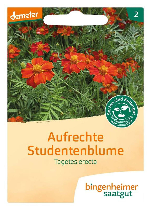Produktfoto zu Studentenblume, aufrechte – Saatgut