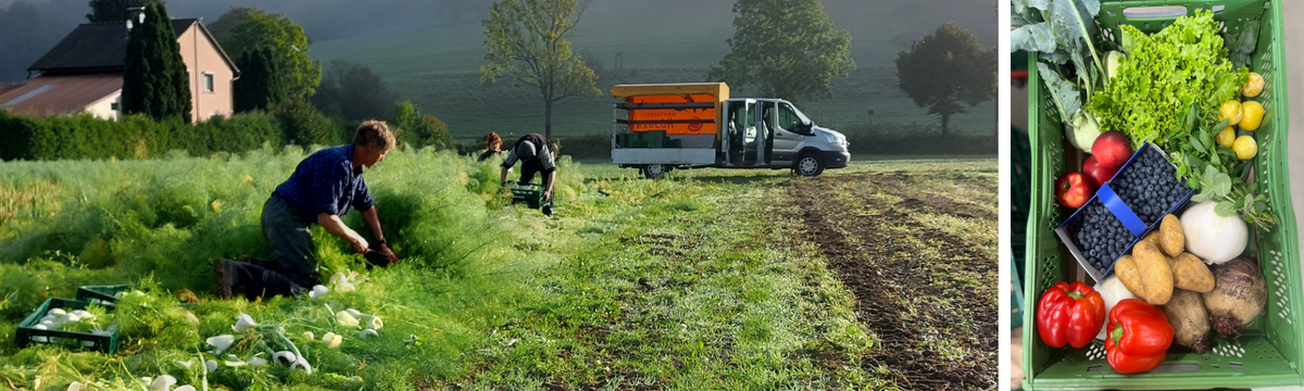 KI generiert: Personen ernten Gemüse auf einem Feld; daneben eine Kiste mit frischem Obst und Gemüse.