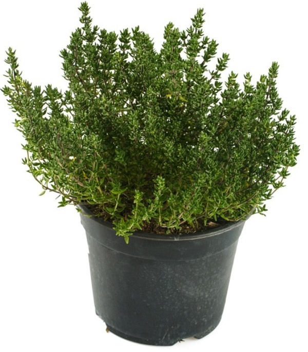 Produktfoto zu Orangenthymian im Topf Hüsgen