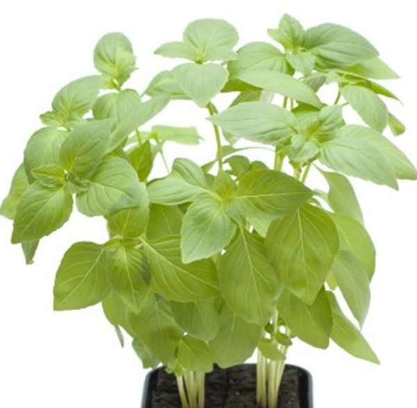 Produktfoto zu Zitronenbasilikum im Topf Hüsgen