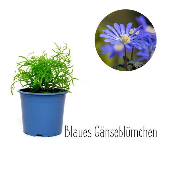 Produktfoto zu BlauesGänseblümchen im Topf