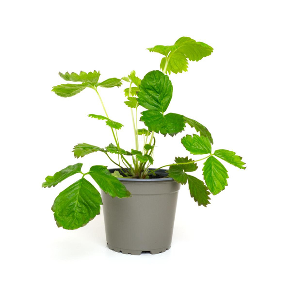 Produktfoto zu Walderdbeere im Topf