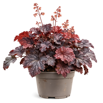 Produktfoto zu Purpurglöckchen (Heuchera)