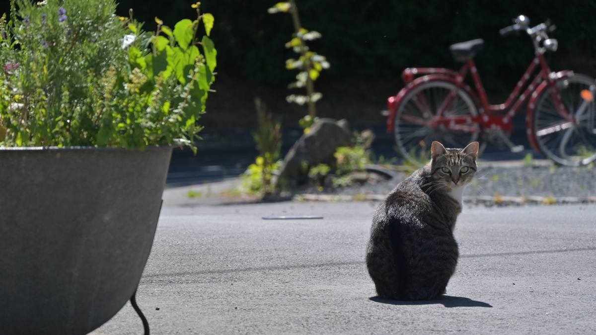 KI generiert: Eine Katze sitzt auf der Straße; im Hintergrund ein Fahrrad und Pflanzen.