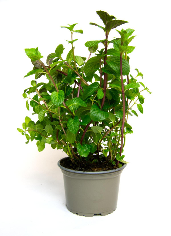 Produktfoto zu Minze im Topf Hüsgen