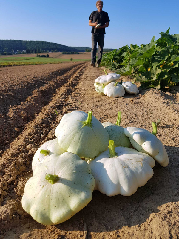 KI generiert: Weiße Kürbisse liegen auf einem Acker, im Hintergrund steht eine Person.