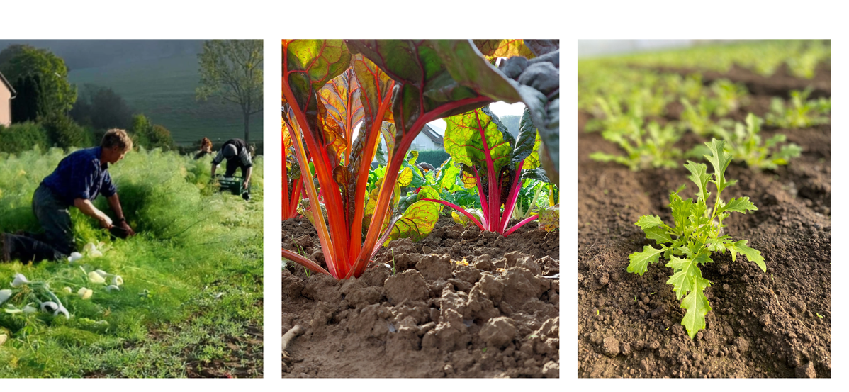 KI generiert: Drei Bilder, die Ernte von Gemüse, bunten Mangold und junge Pflanzensetzlinge in einem landwirtschaftlichen Feld zeigen.