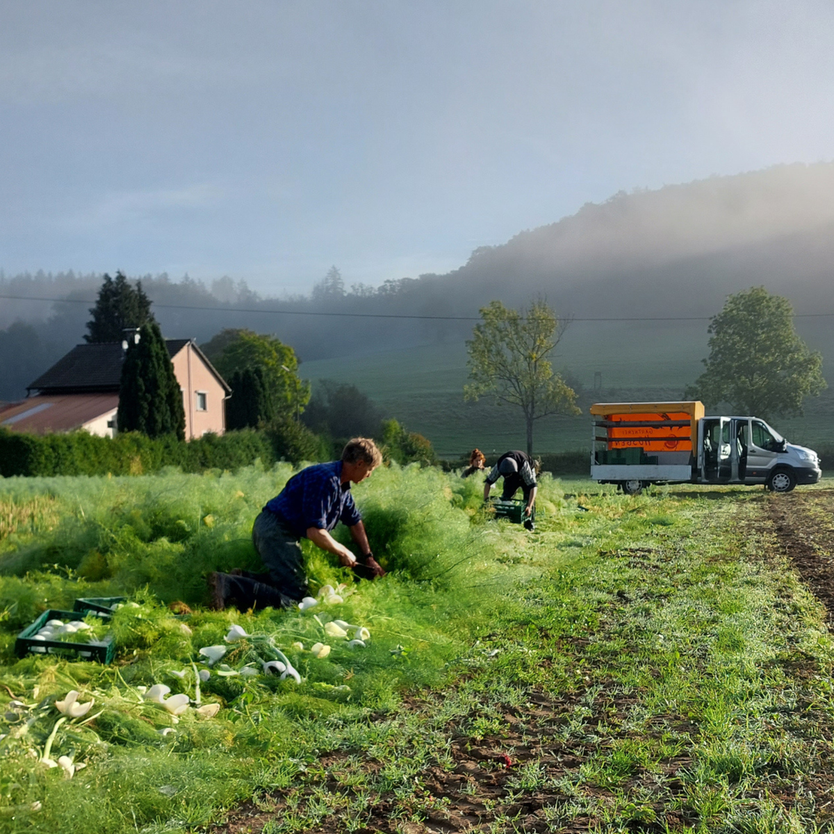 Erntearbeit auf dem Feld mit Gemüseanbau in der Region