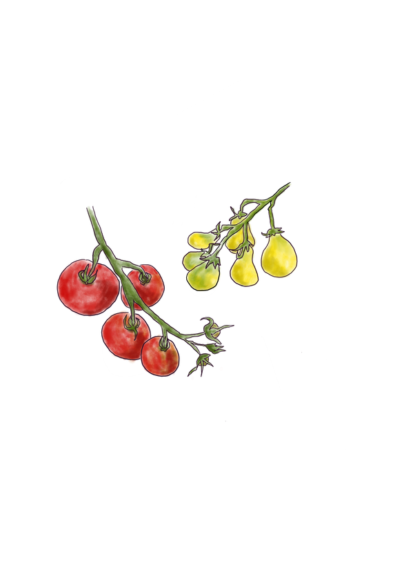 KI generiert: Gemalte Ranken mit roten und gelben Kirschtomaten.