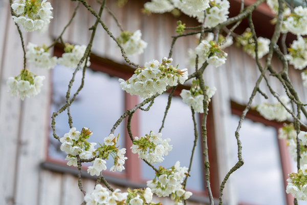 KI generiert: Zweig mit weißen Blüten vor einem Fenster eines Holzhauses.