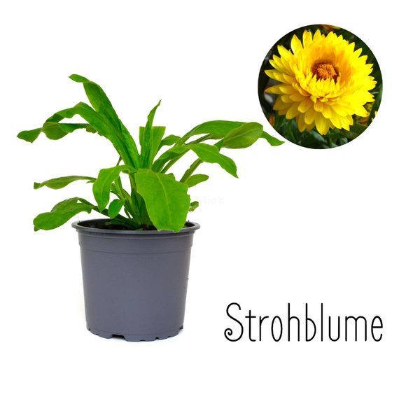 Produktfoto zu Strohblume im Topf