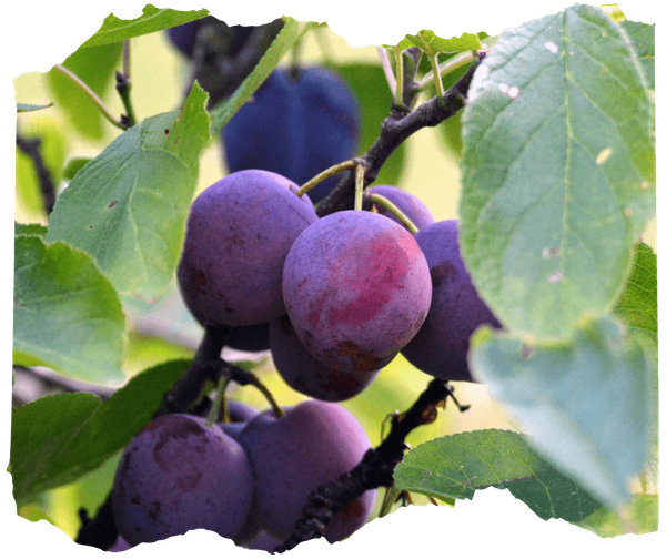 KI generiert: Reife Pflaumen hängen an Zweigen, umgeben von grünen Blättern.