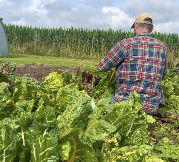 KI generiert: Mensch im karierten Hemd arbeitet im Gemüsegarten mit grünen Pflanzen.