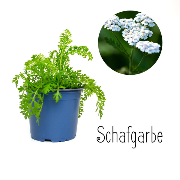 Produktfoto zu Schafgarbe im Topf