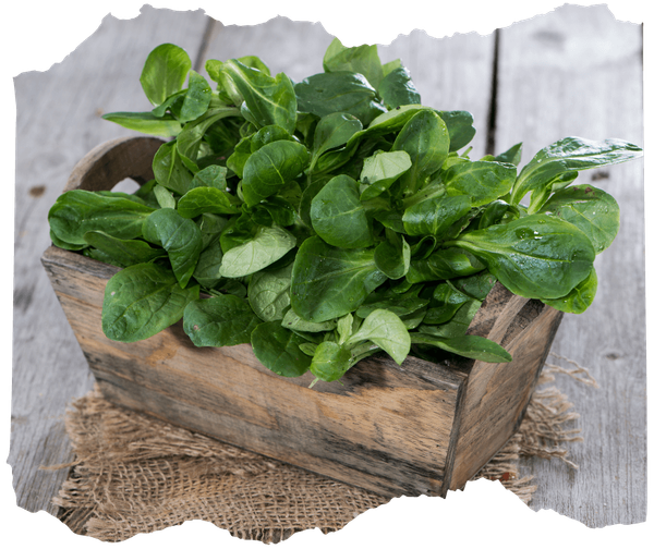 KI generiert: Frischer Feldsalat in einer Holzkiste auf einem Holztisch mit Jutestoff darunter.