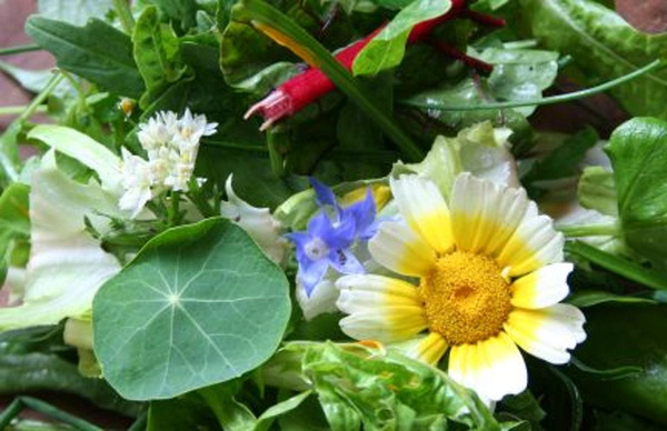 Produktfoto zu Wildkräutersalat (100 g)