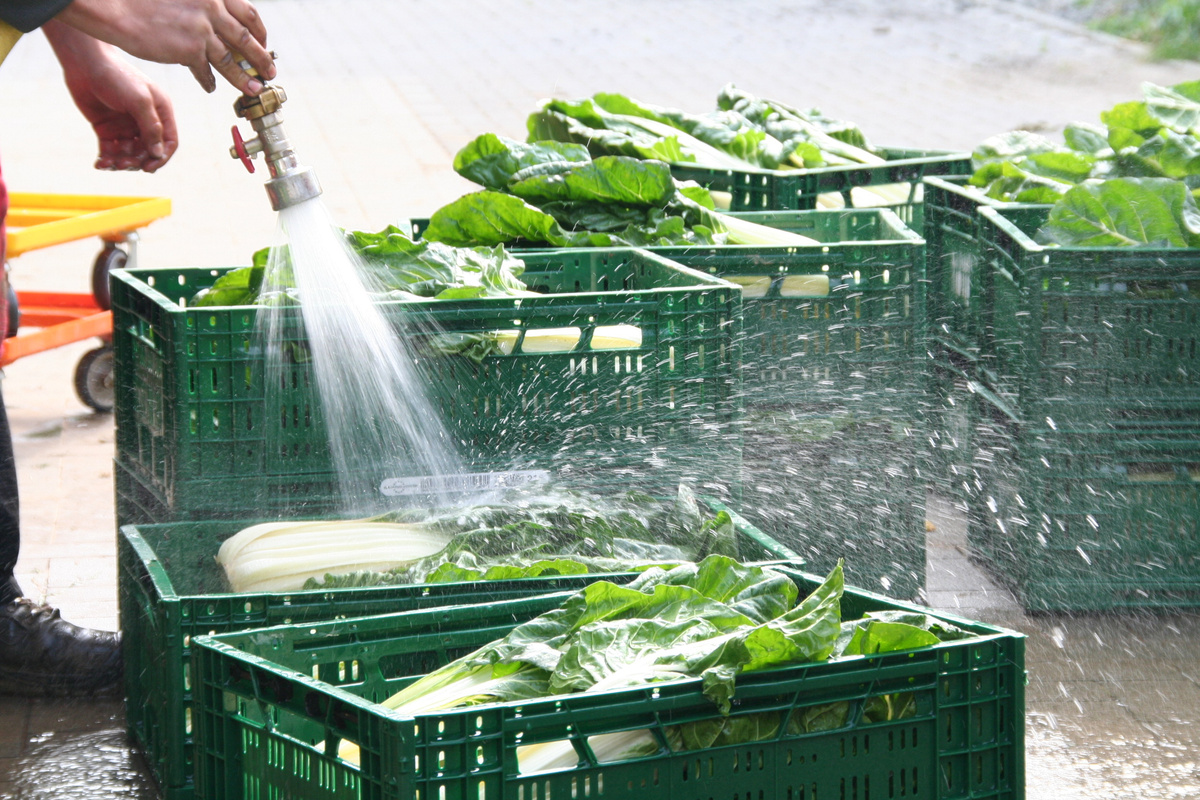 KI generiert: Frisches Gemüse wird mit Wasser gereinigt, in grünen Kisten aufbewahrt.