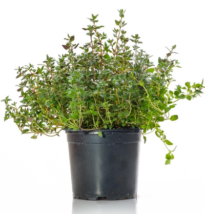 Produktfoto zu Thymian im Topf | Hüsgen