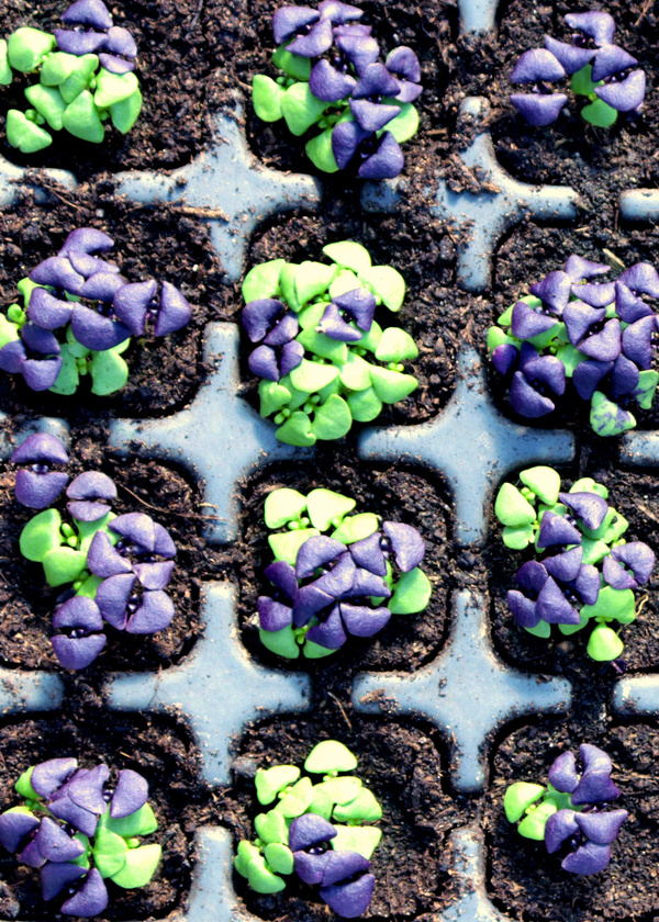 Kleine Setzlinge in grün und violett lugen aus den Anzuchttöpfchen hervor