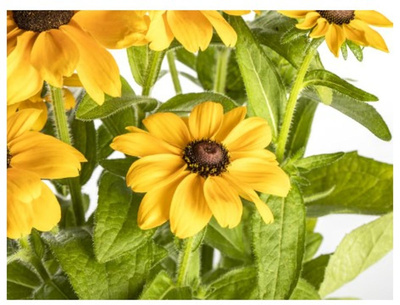 Produktfoto zu Sonnenhut im Topf ( Echinacea ) | in diversen Farben