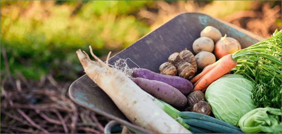KI generiert: Eine Schubkarre voller frischem Gemüse, darunter Karotten, Kohl und Kartoffeln.
