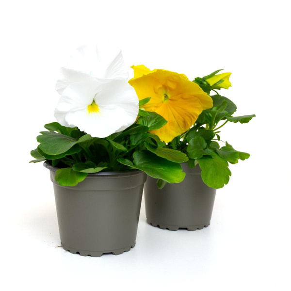 Produktfoto zu Stiefmütterchen im Topf