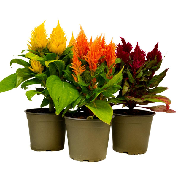 Produktfoto zu Brandschopf (Celosia)