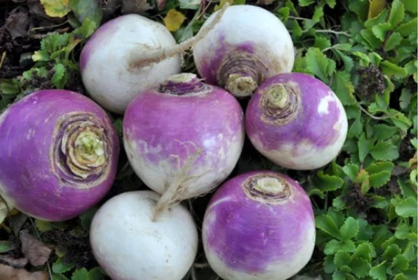 Produktfoto zu Navets Rübchen violett
