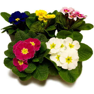 Produktfoto zu Primel im Topf diverse Farben