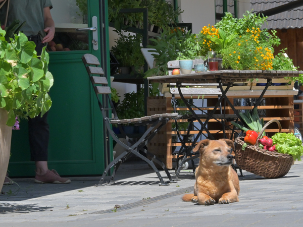 KI generiert: Ein Hund sitzt vor einem Gemüsestand.